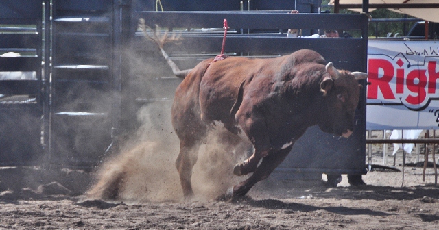 rodeo performance